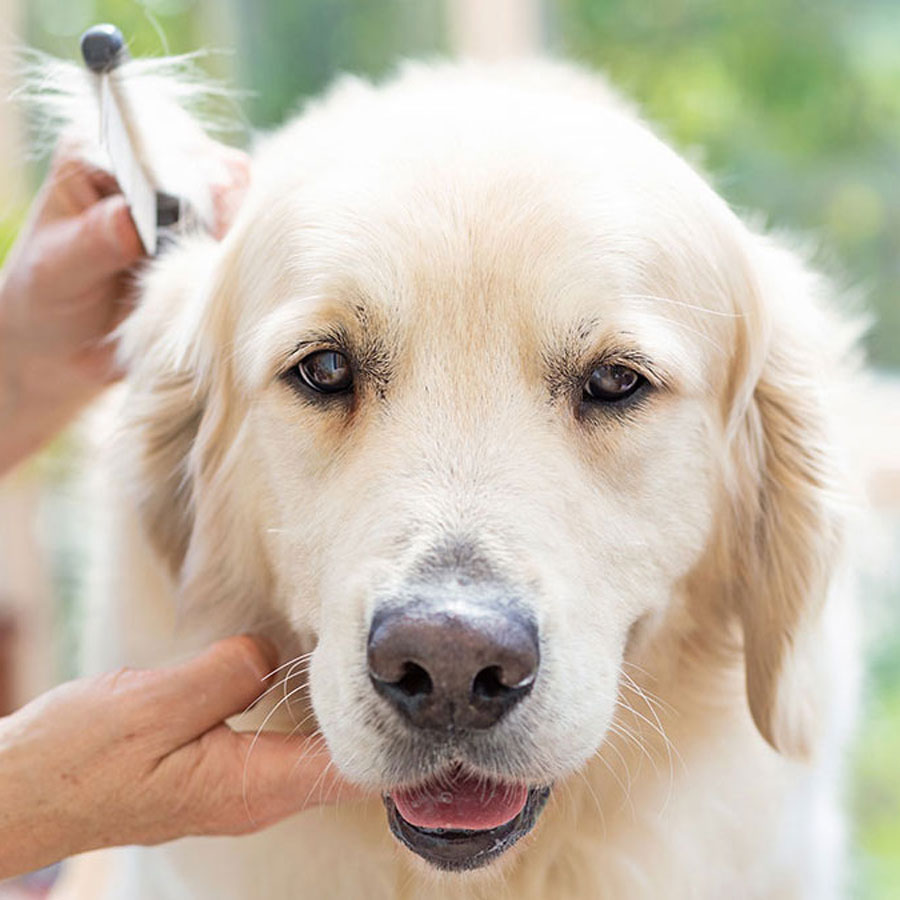 How To Trim a Golden Retriever (Step-by-Step Guide)