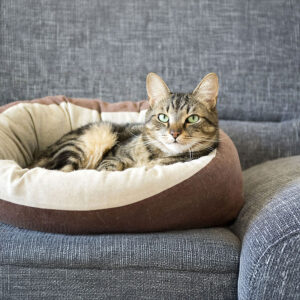 How To Wash Cat Bed