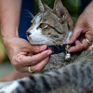 How To Wash Cat Collar