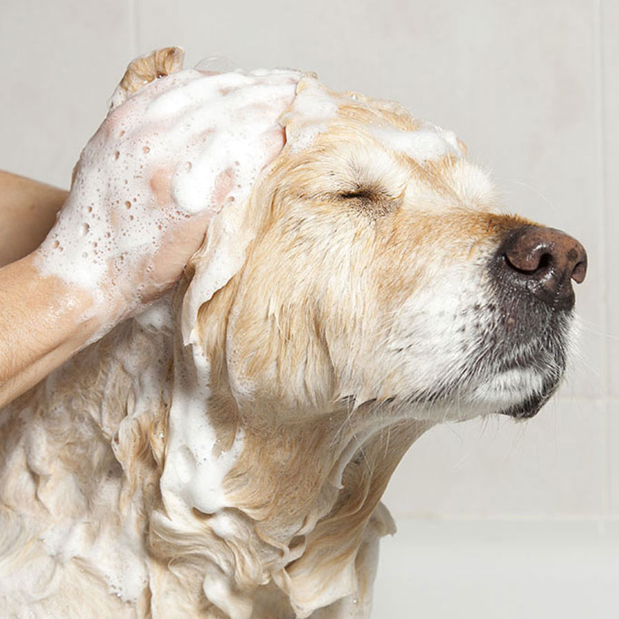 How To Wash a Golden Retriever (Detailed Guide)