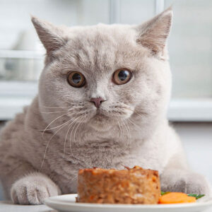 Is Canned Cat Food Cooked Or Raw?