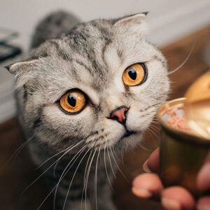 Is Canned Cat Food Ok After Its Expiration Date