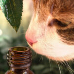 Is Catnip Essential Oil Safe For Cats?