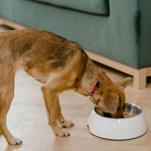 Is Wet Cat Food Bad For Dogs