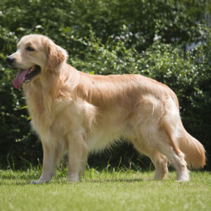 Long Haired Golden Retriever