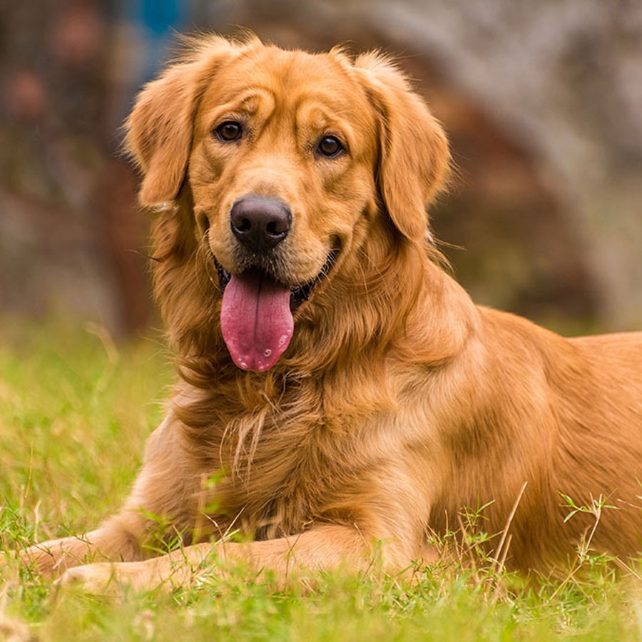 Everything To Know About Male Golden Retrievers