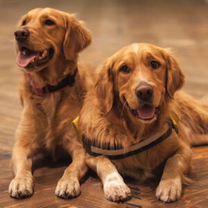 Male Vs Female Golden Retriever