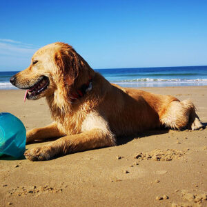 Mini Golden Retriever