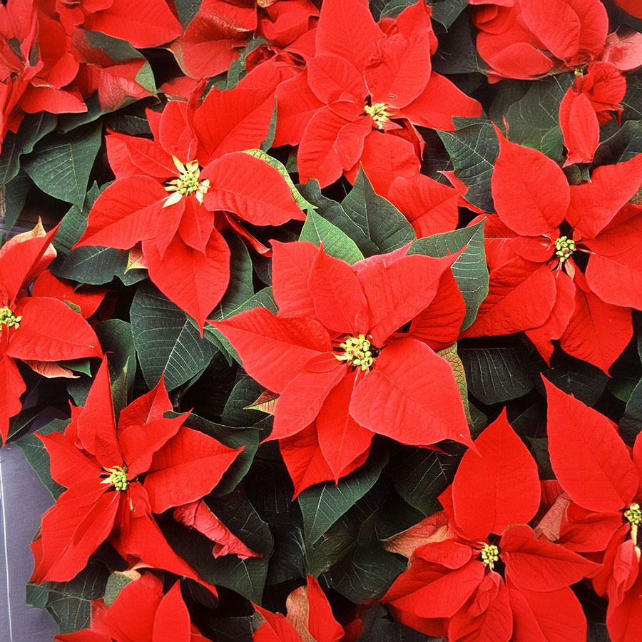 The Complete History of Poinsettias & Christmas