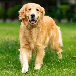 Are Golden Retrievers Protective?