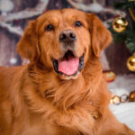 Everything To Know About Red Golden Retrievers