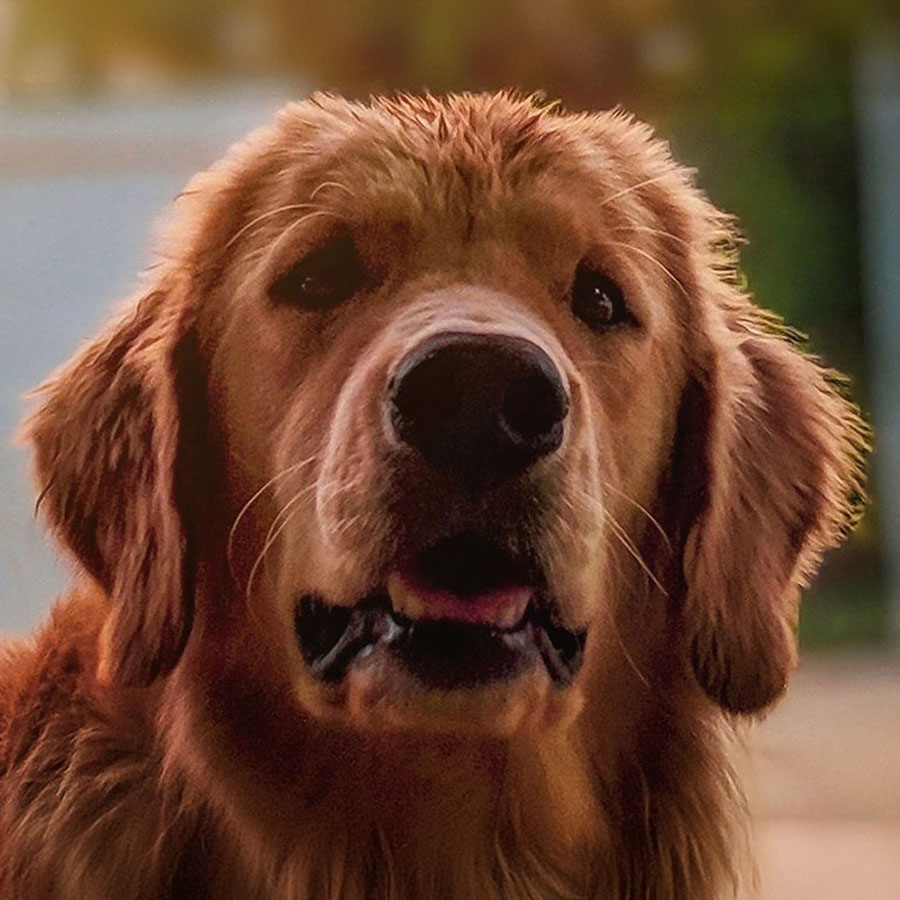 What is The Average Red Golden Retriever Price?