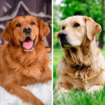 Red Retriever VS Golden Retriever