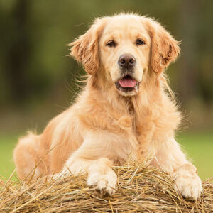 Short Haired Golden Retriever