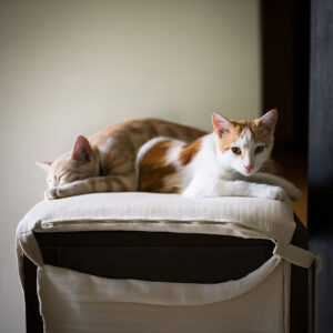 Should Each Cat Have Their Own Bed?