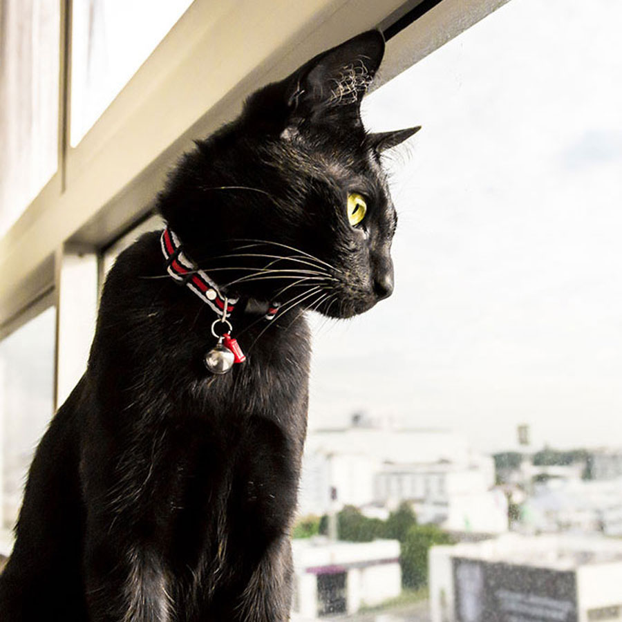 Should Your Indoor Cat Wear A Collar?