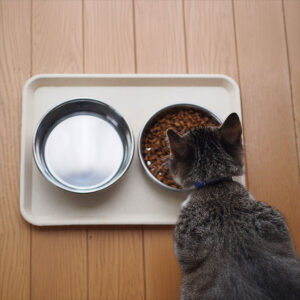 Should You Keep Cat Food And Water Separate