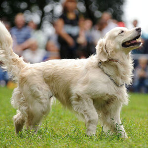 Show Golden Retriever