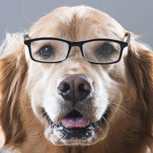 Smart Golden Retriever