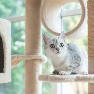 Types Of Cat Trees