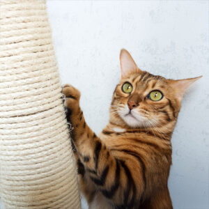 9 Types Of Scratching Posts & Pads