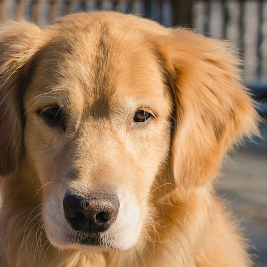 Why Are Golden Retrievers So Expensive?