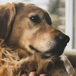 Why Are Golden Retrievers So Friendly