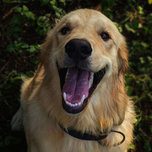 Why Are Golden Retrievers So Popular?