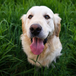 Why Do Golden Retrievers Pant So Much