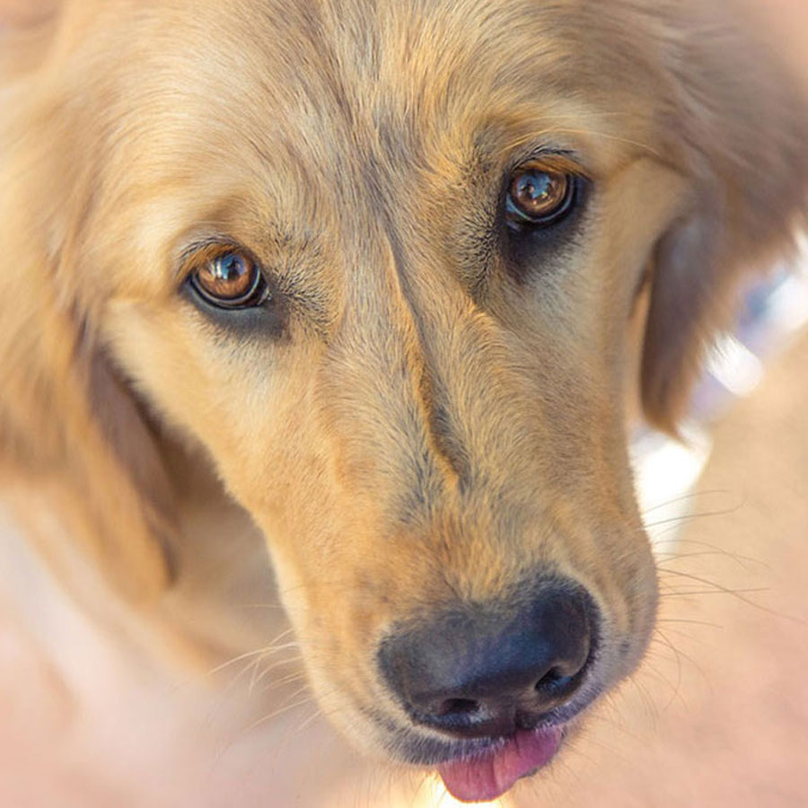 Why Do Golden Retriever Smell?