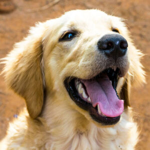 Why Golden Retrievers Are The Best Dogs